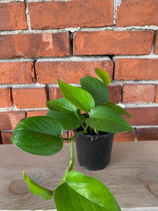 Epipremnum Aureum 'Pothos Jade'