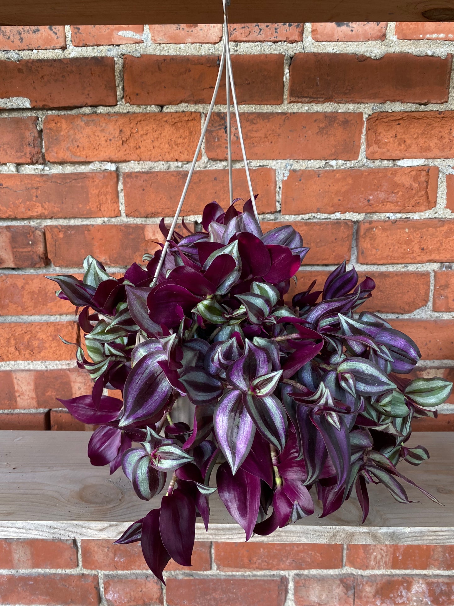 Tradescantia ‘Wandering Purple' - 6.5 " Hanging Basket
