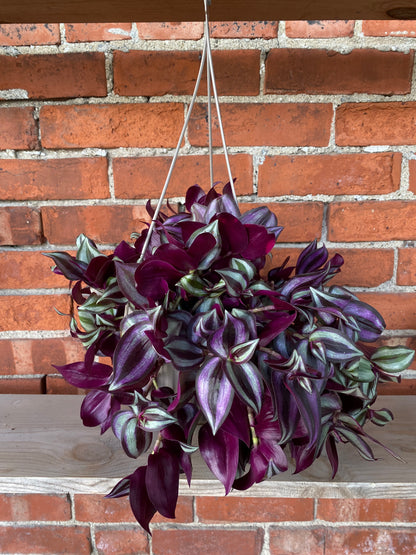 Tradescantia ‘Wandering Purple' - 6.5 " Hanging Basket