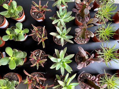 Succulents 'Assorted Varieties'