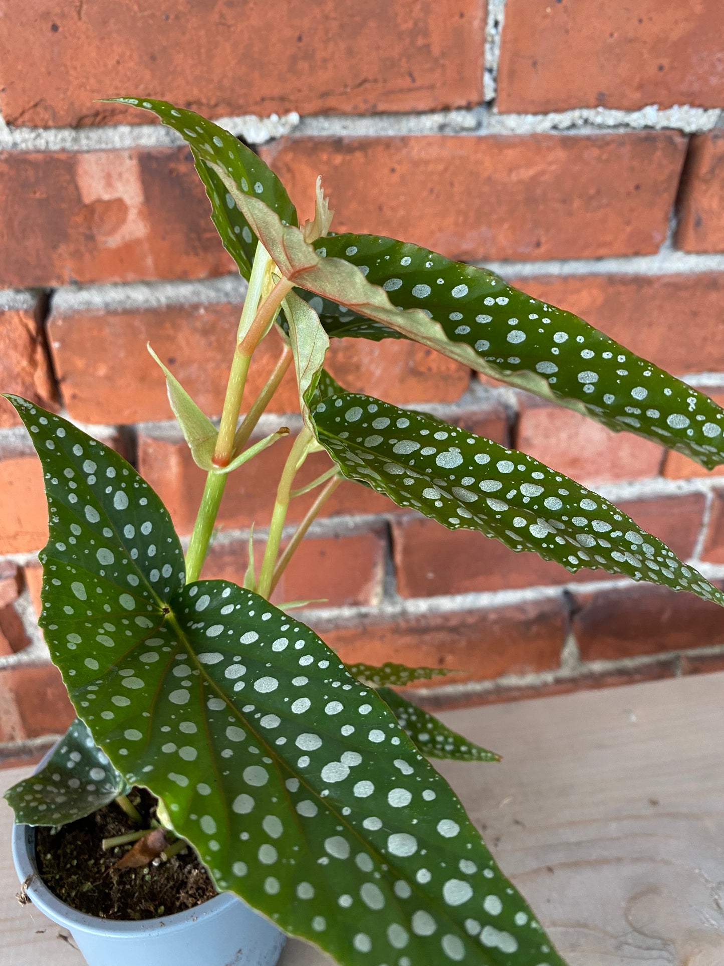 Begonia maculata 'Polka dot White' - 4" Pot