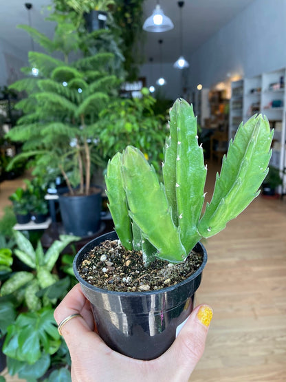 Stapelia hirsuta ' Starfish Cacti'