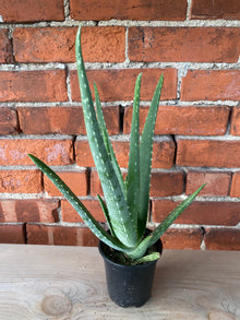 Aloe barbadensis miller 'Aloe Vera'