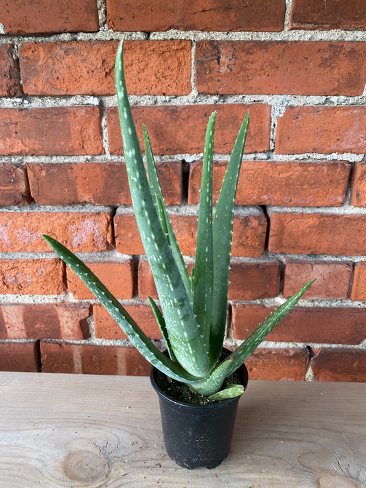 Aloe barbadensis miller 'Aloe Vera'