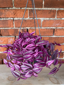 Tradescantia 'Pink Paradise' - 5" Hanging Basket