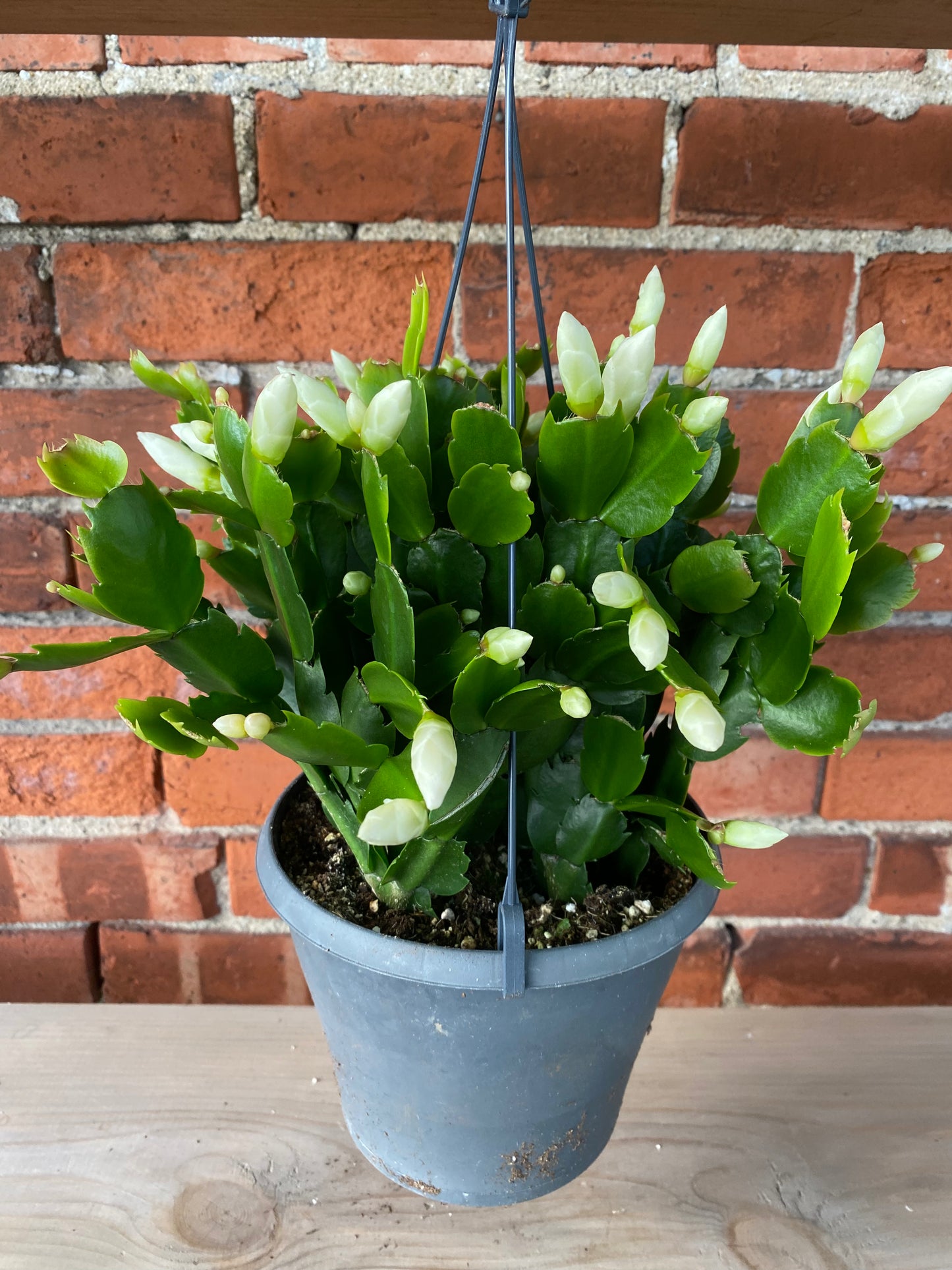 Zygocactus ‘Christmas Cactus’
