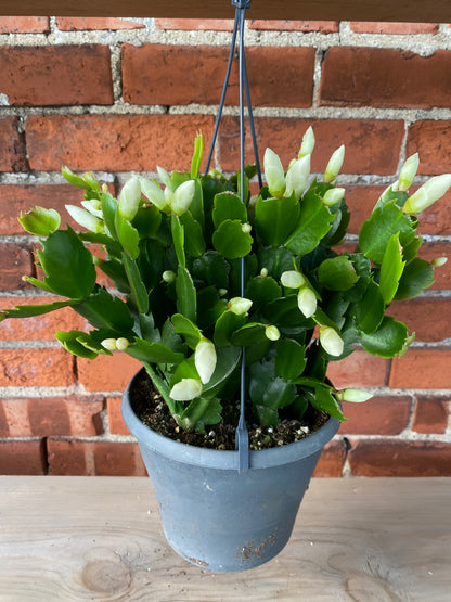 Zygocactus ‘Christmas Cactus’