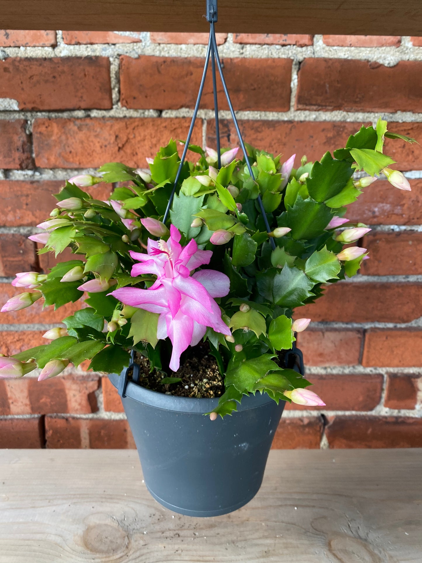 Zygocactus ‘Christmas Cactus’