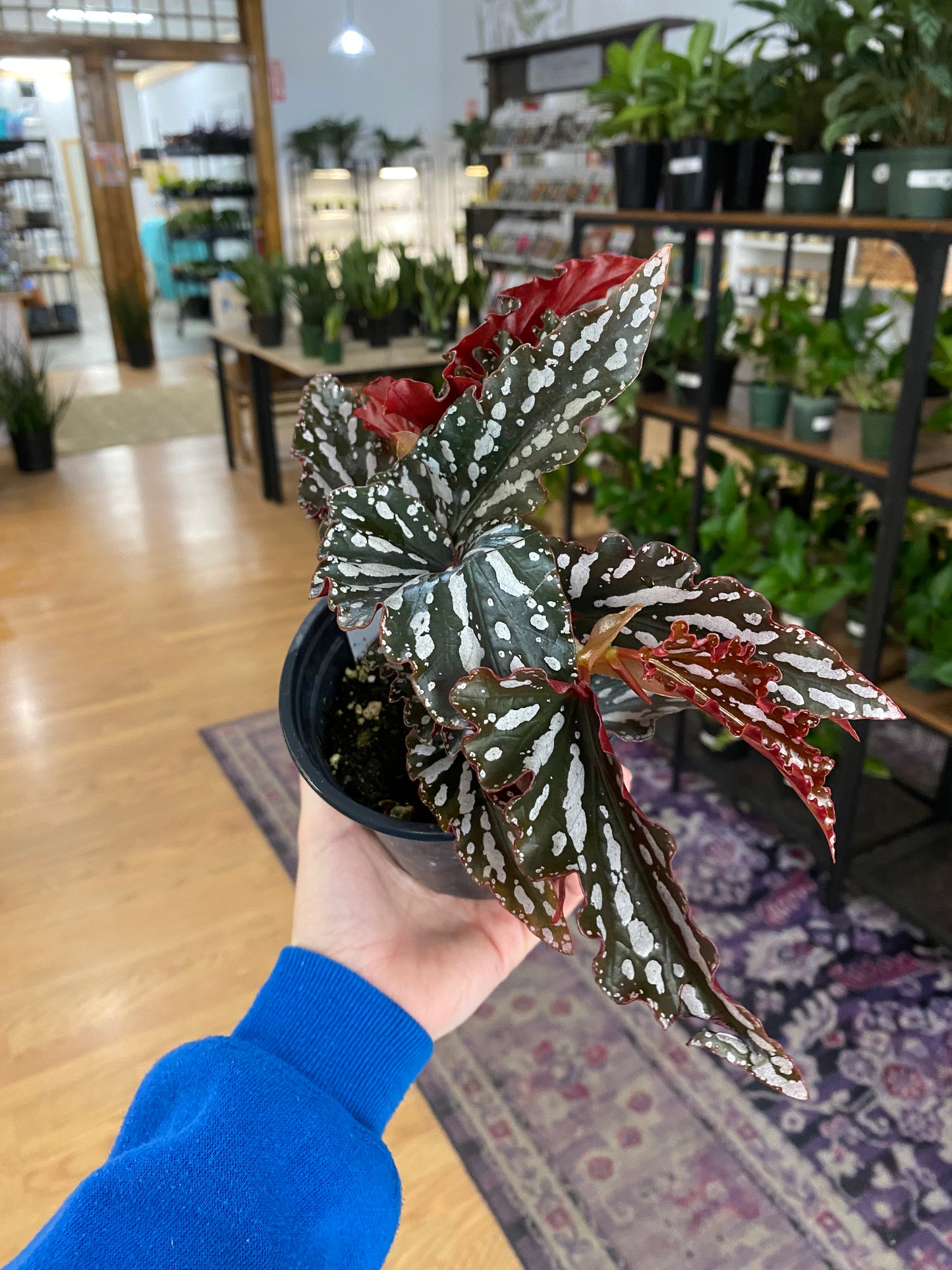 Begonia 'Spotlight Dark' - 4.5" Pot