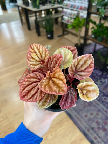 Peperomia 'Quito' - 3" Pot