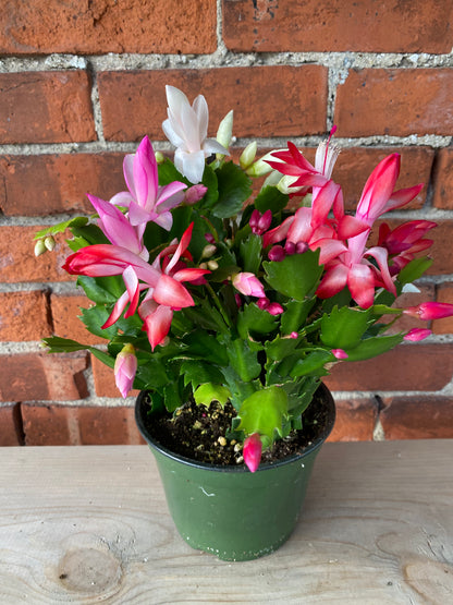 Zygocactus ‘Christmas Cactus’