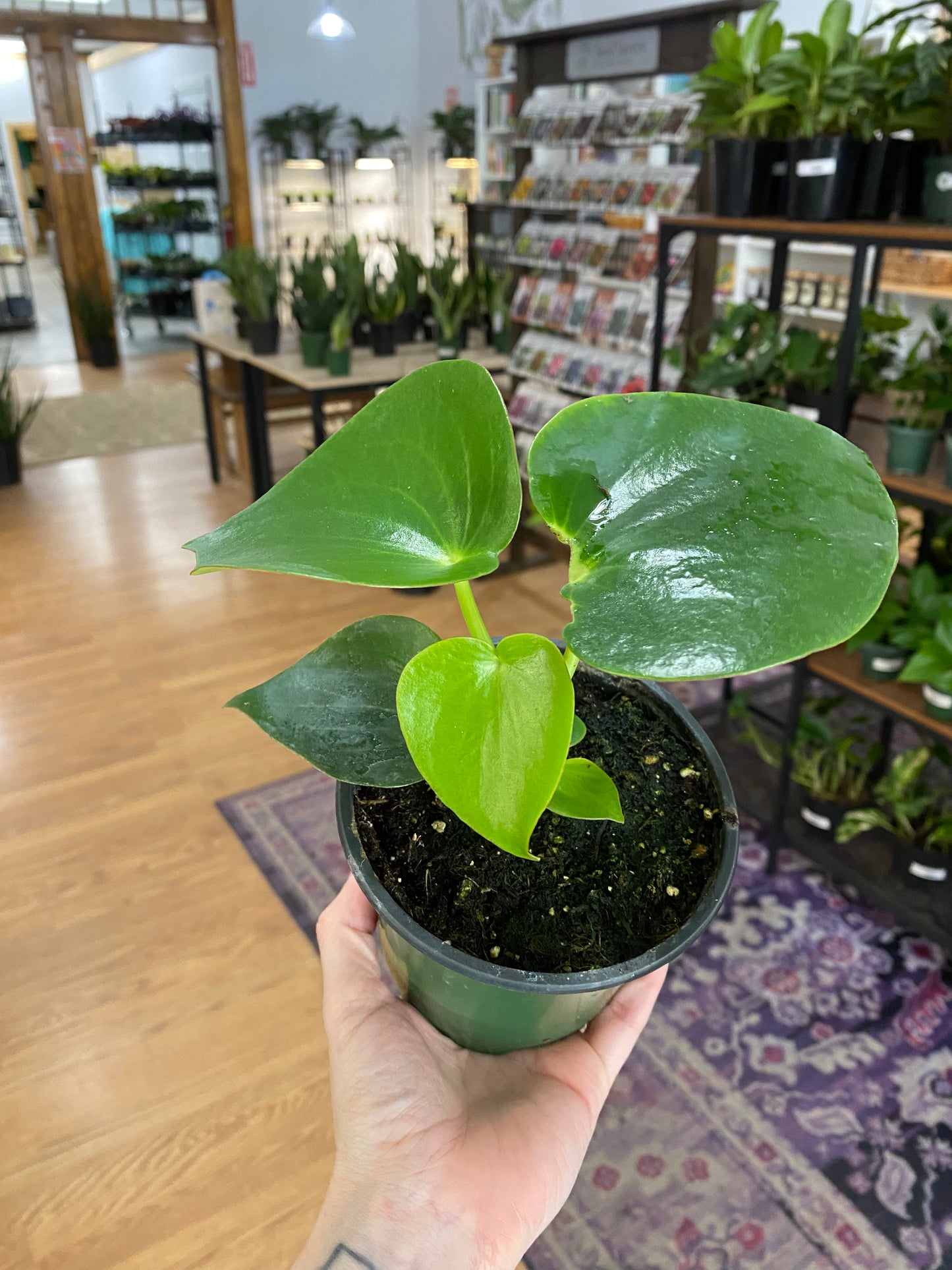 Peperomia ‘Raindrop’ - 4.5" Pot