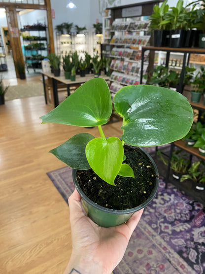Peperomia ‘Raindrop’ - 4.5" Pot