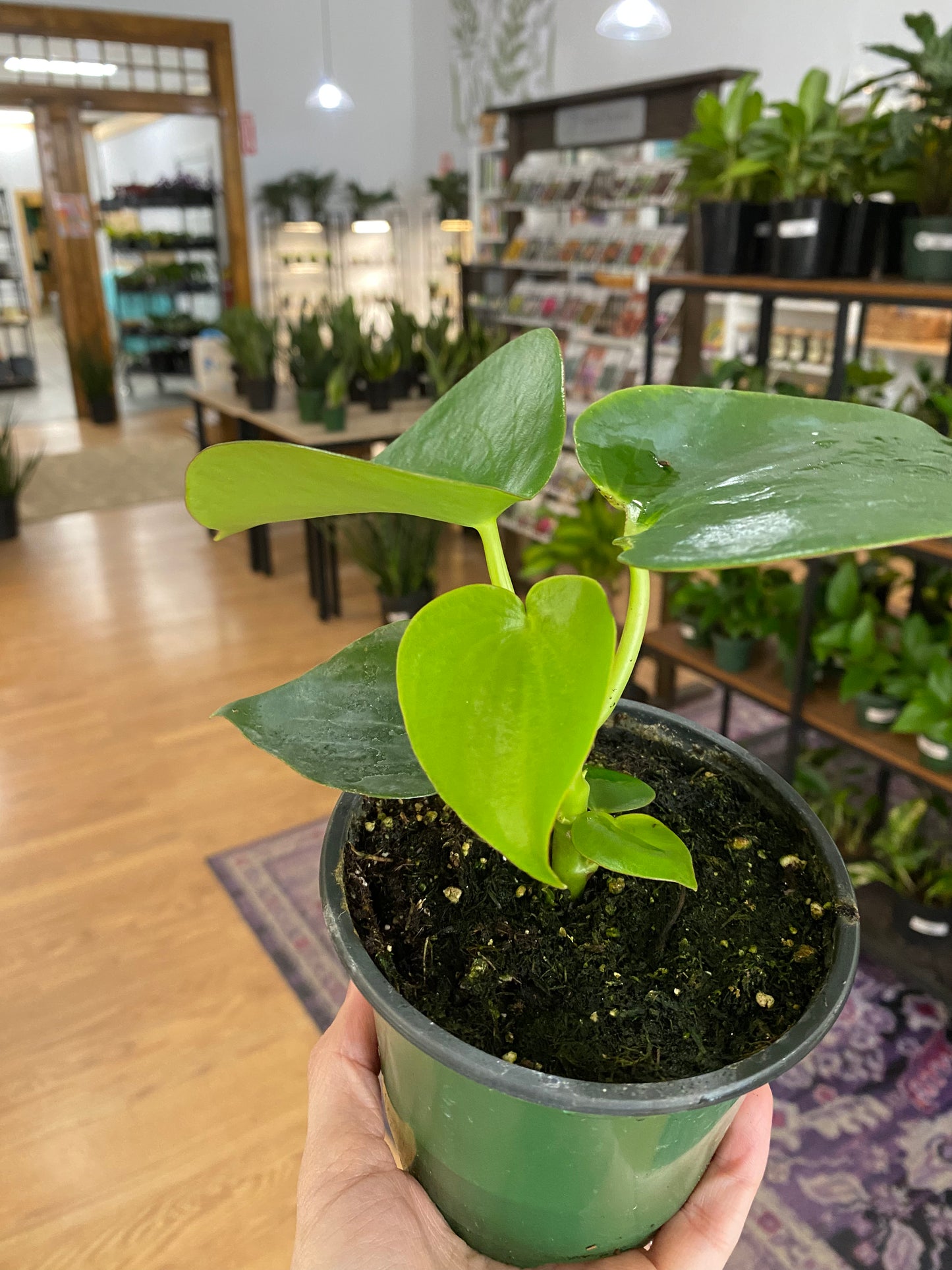 Peperomia ‘Raindrop’ - 4.5" Pot