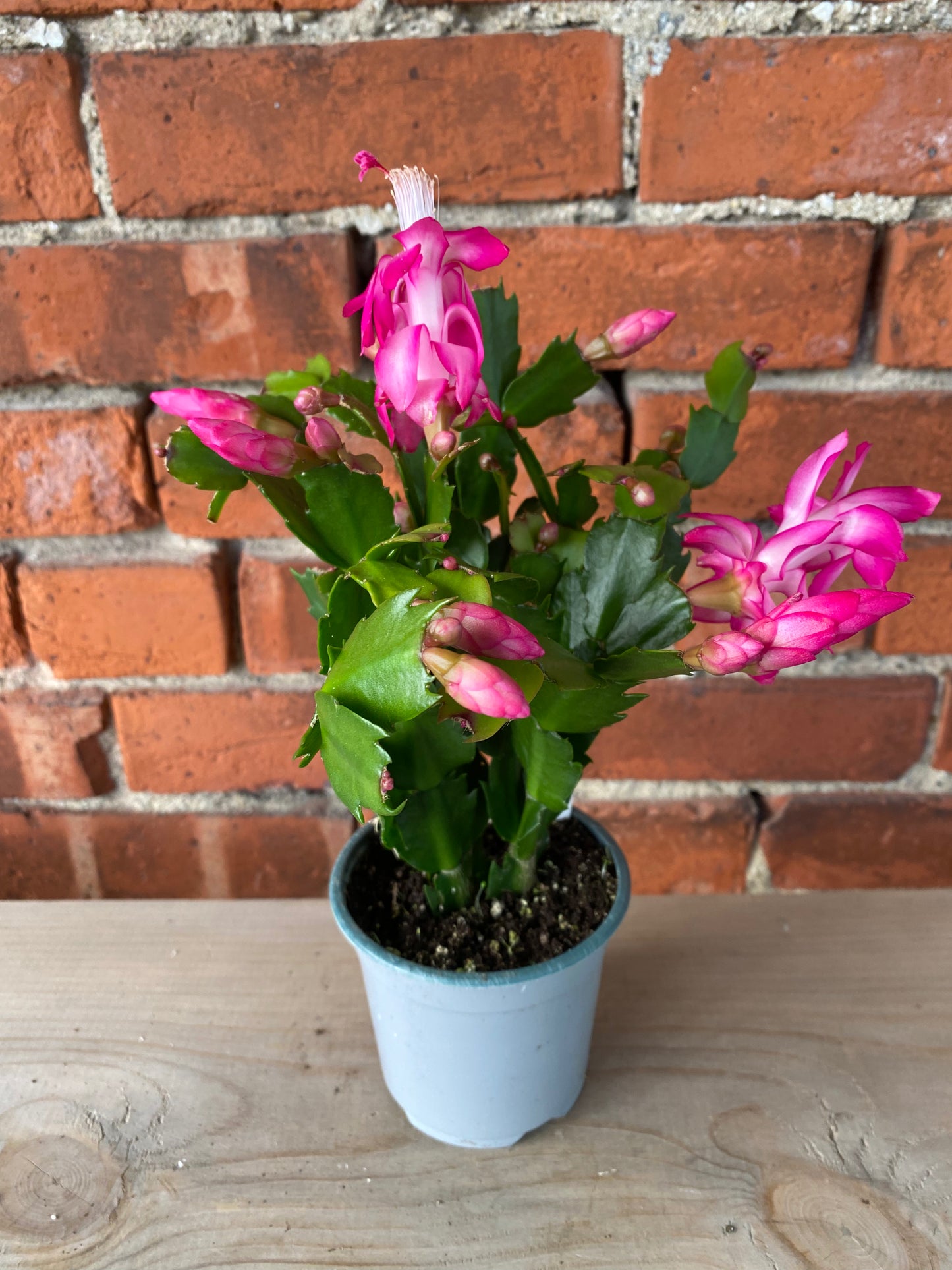 Zygocactus ‘Christmas Cactus’