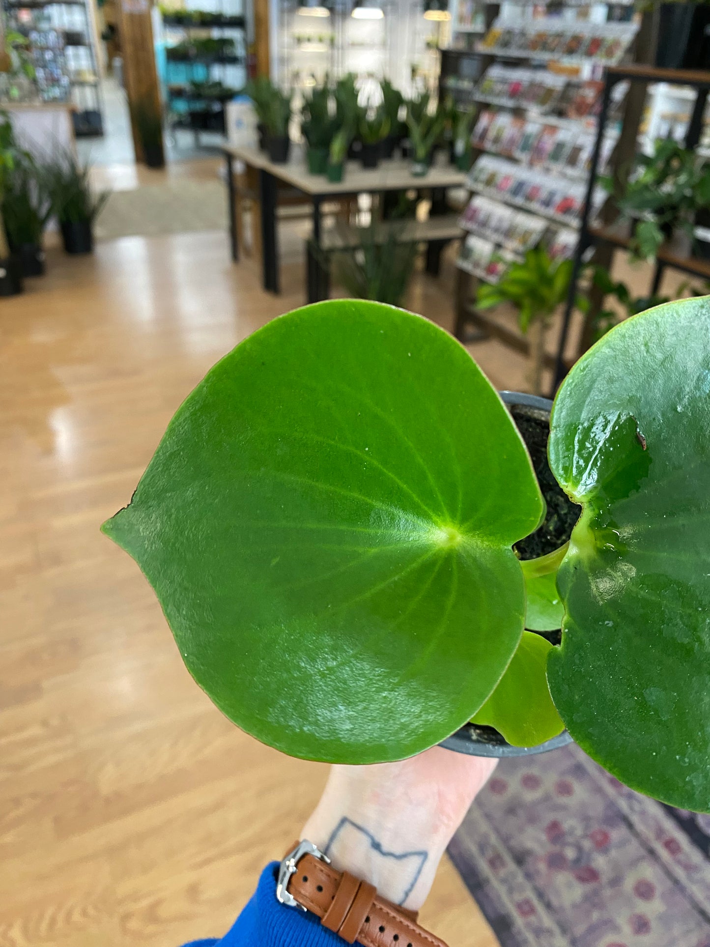 Peperomia ‘Raindrop’ - 4.5" Pot