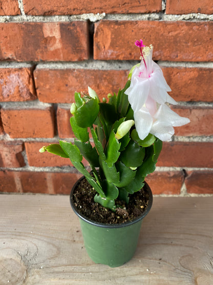 Zygocactus ‘Christmas Cactus’
