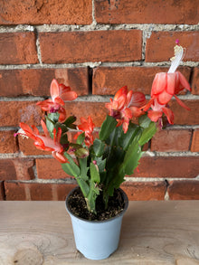 Zygocactus ‘Christmas Cactus’