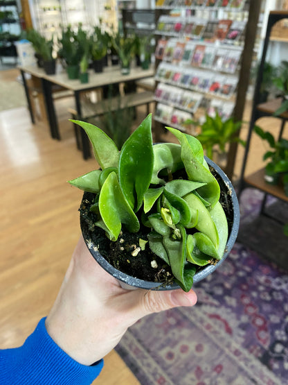 Hoya carnosa compacta ‘Hindu Rope Plant’ - 3" Pot