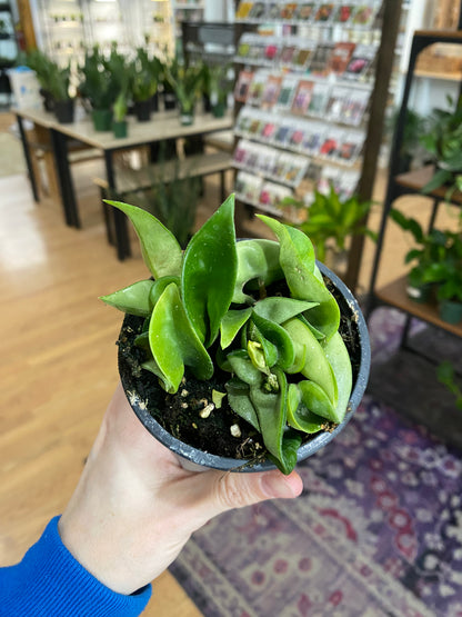 Hoya carnosa compacta ‘Hindu Rope Plant’ - 3" Pot