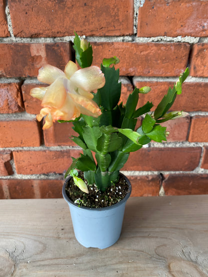 Zygocactus ‘Christmas Cactus’