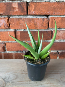 Sansevieria 'Chao Phraya' - 3.5" Pot
