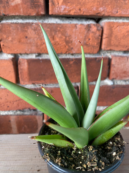 Sansevieria 'Chao Phraya' - 3.5" Pot