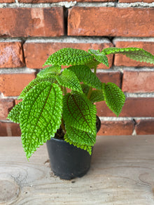 Pilea 'Moon Valley'