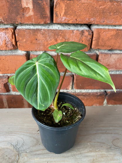 Philodendron gloriosum