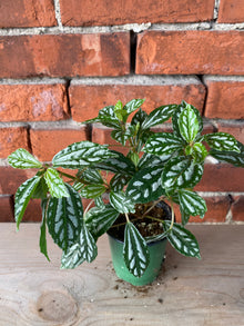 Pilea cadierei 'Aluminum Plant' - 3.5" Pot