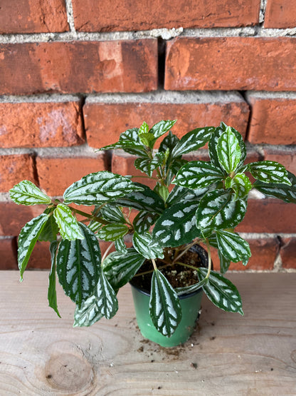 Pilea cadierei 'Aluminum Plant' - 3.5" Pot