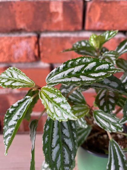 Pilea cadierei 'Aluminum Plant' - 3.5" Pot