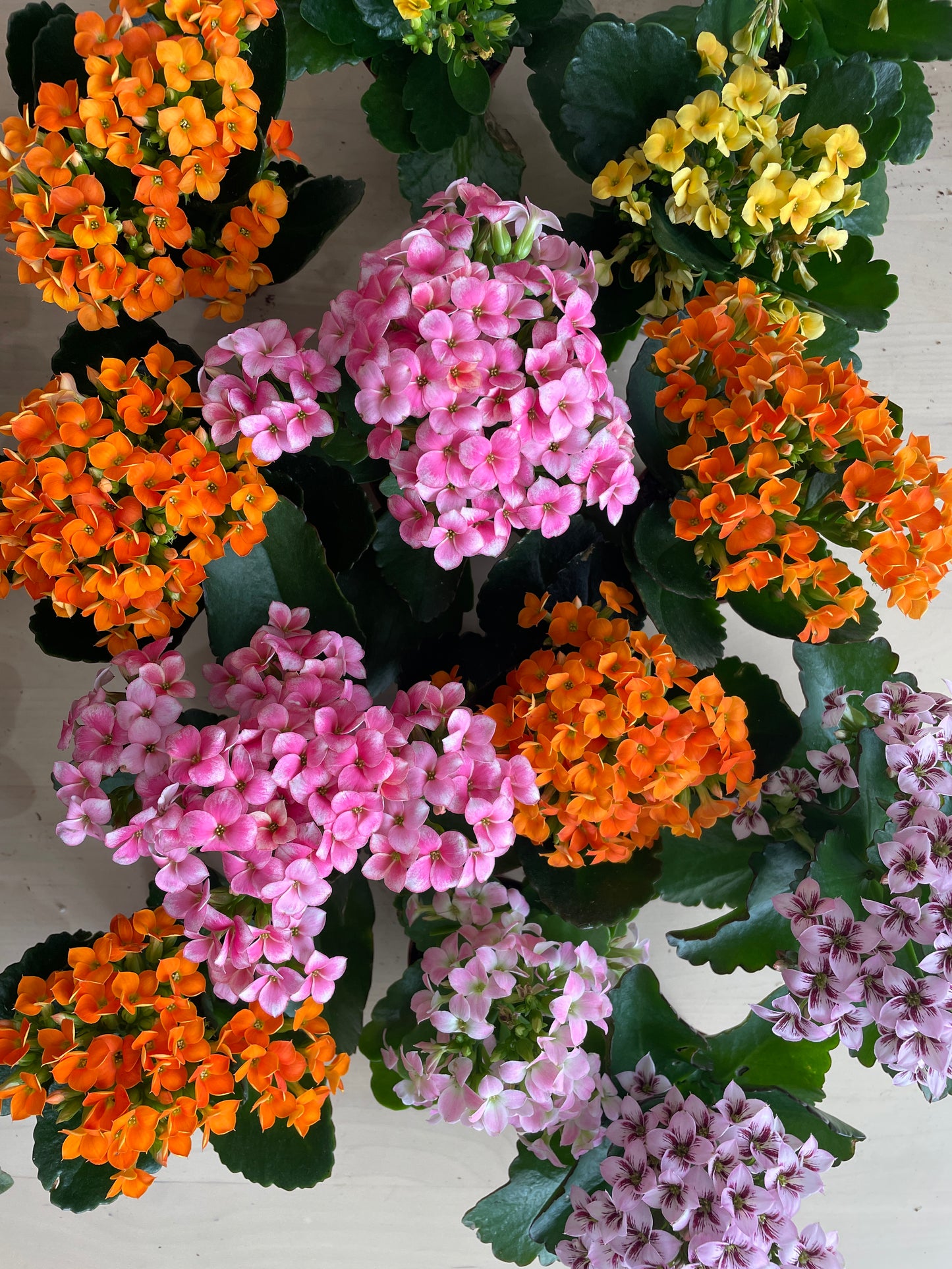 Kalanchoe 'Flowering Succulent'
