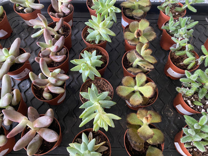 Succulents 'Assorted Varieties'