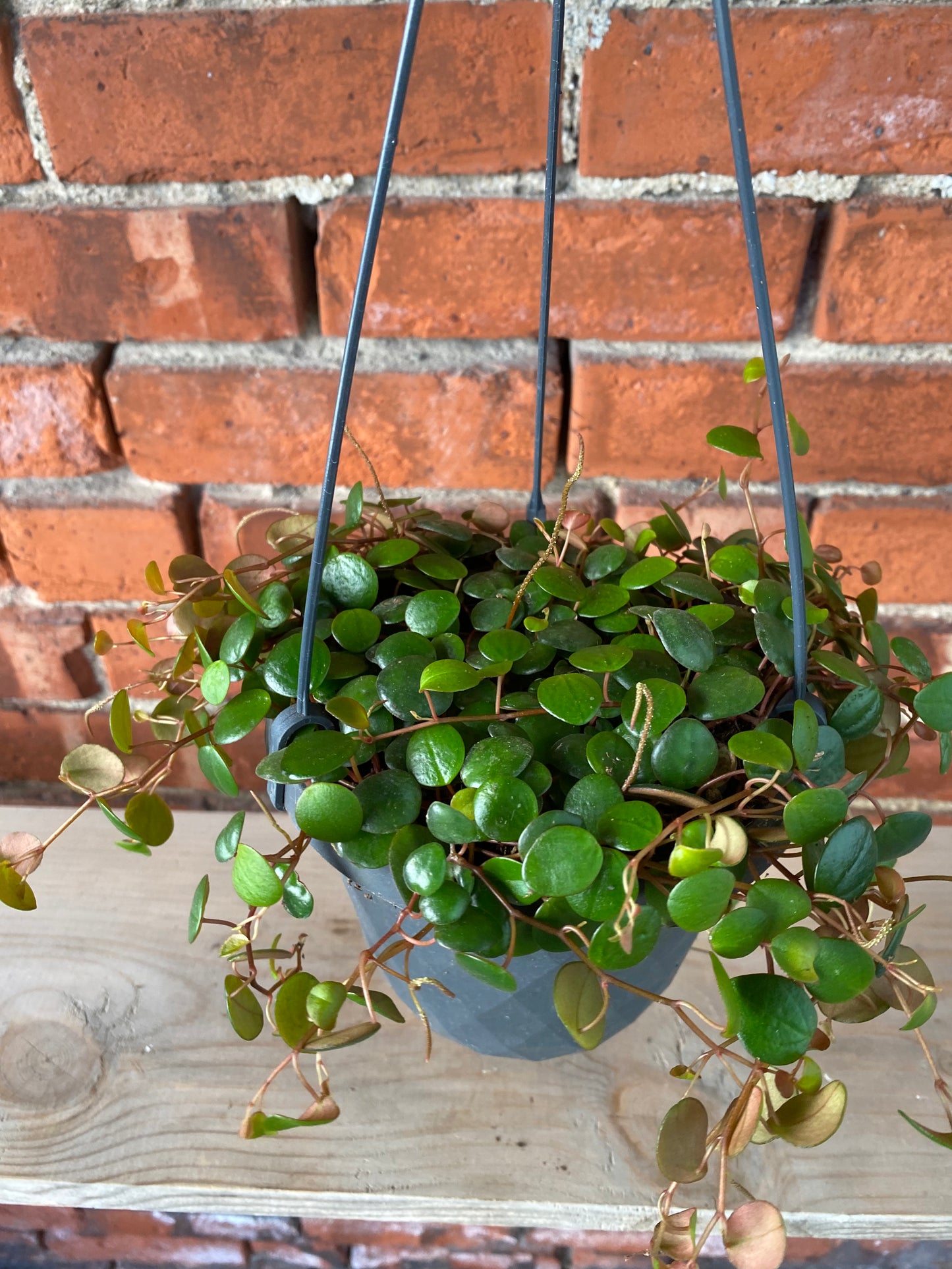 Peperomia ‘Pepperspot’ - 5" Hanging Basket
