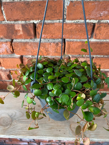 Peperomia ‘Pepperspot’ - 5" Hanging Basket