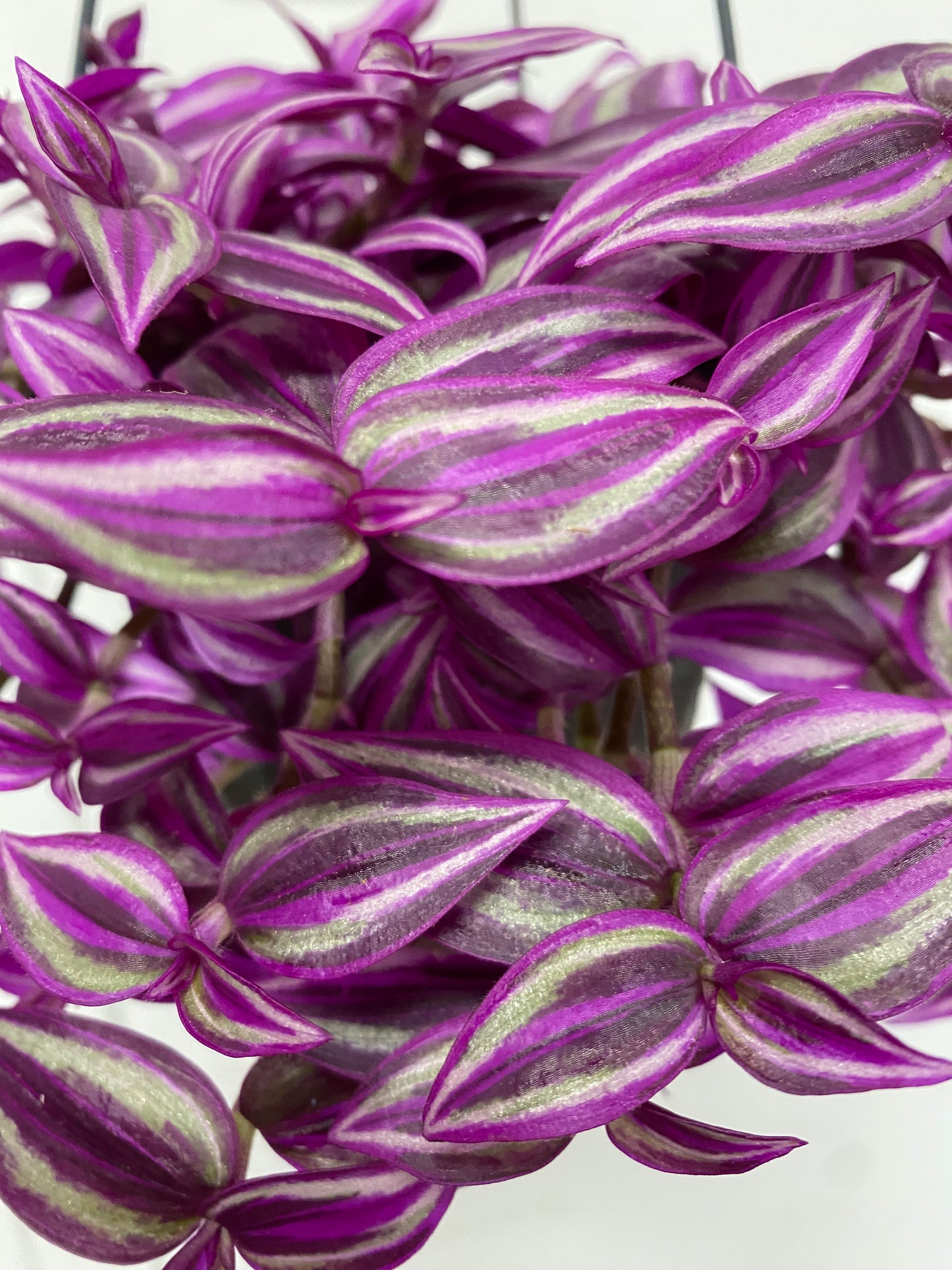 Tradescantia 'Pink Paradise' - 5" Hanging Basket