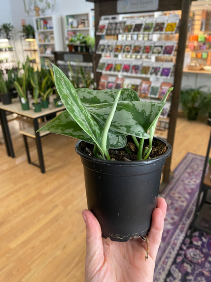 Scindapsus pictus ‘Silver Splash’ - 4" Pot