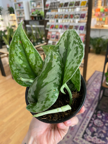 Scindapsus pictus ‘Silver Splash’ - 4" Pot