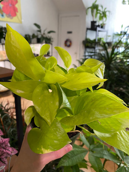 pothos neon safe for cats Epipremnum aureum 'Pothos Neon' – Snakeroot Botanicals