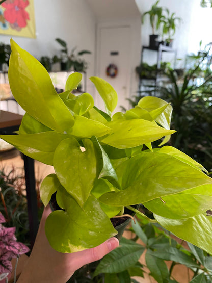 Epipremnum Aureum ‘Pothos Neon’