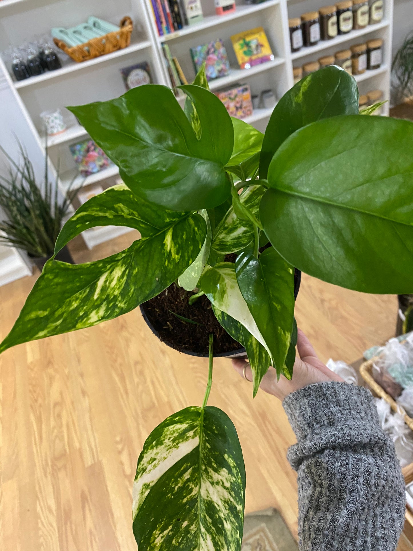 Epipremnum pinnatum 'Yellow Sunrise' - 6" Pot