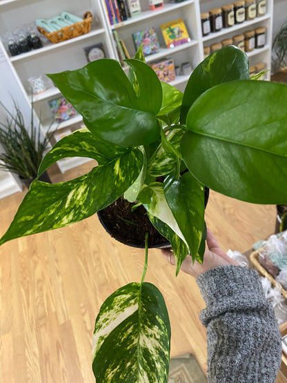 Epipremnum pinnatum 'Yellow Sunrise' - 6" Pot