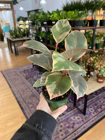 Ficus elastica 'Ruby'