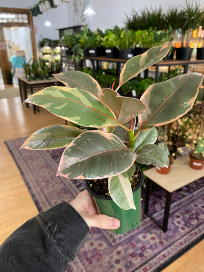 Ficus elastica 'Ruby'