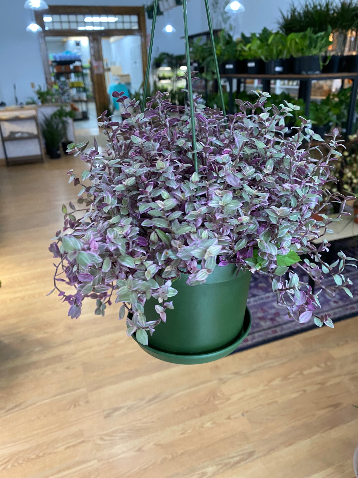 Callisia repens 'Pink Panther'