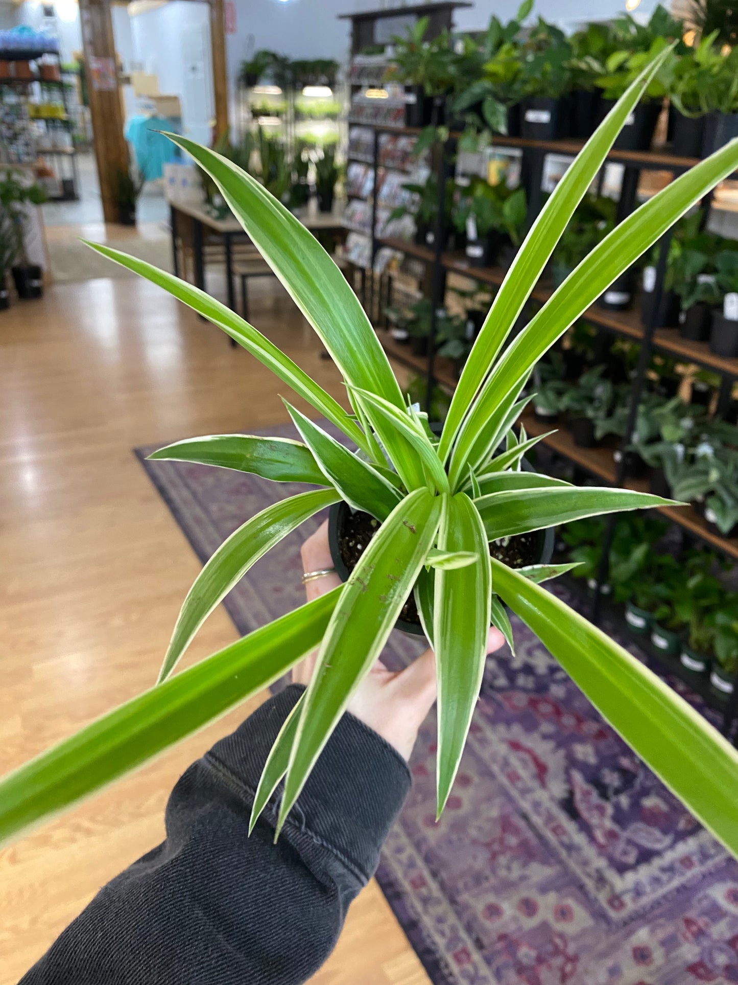Chlorophytum comosum ‘Reverse Variegated Spider Plant’