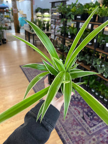 Chlorophytum comosum ‘Reverse Variegated Spider Plant’