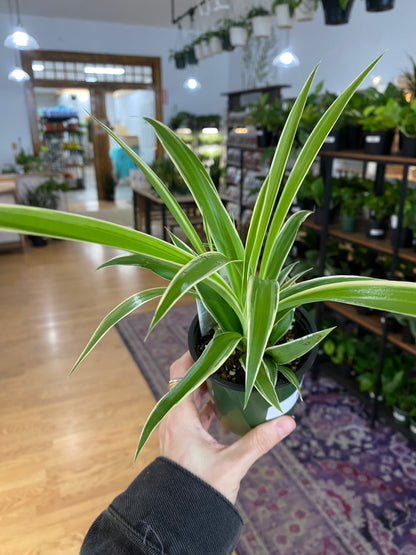 Chlorophytum comosum ‘Reverse Variegated Spider Plant’