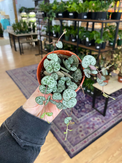 Ceropegia 'String of Hearts' – Snakeroot Botanicals